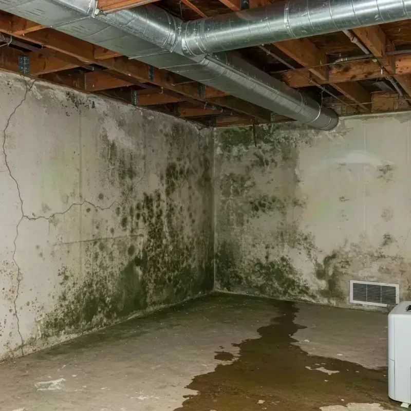 Professional Mold Removal in Bradford, OH